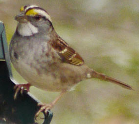 White Throated Sparrow, Marietta, Georgia