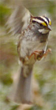 White Throated Sparrow, Marietta, Georgia