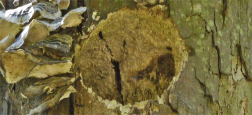 A woodpecker nesting hole in a dead portion of a Sycamore Tree, Marietta, Georgia
