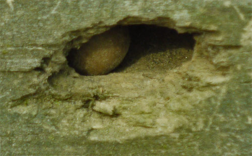 A woodpecker has pecked into a termite tunnel to eat the termites, and has stashed an acorn in the hole.
