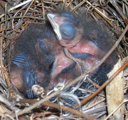 Birds about 4 days old.