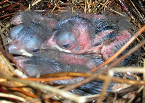 Birds about 7 days old.
