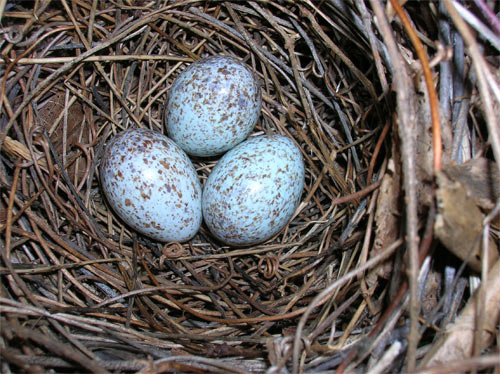 3 blue speckled eggs in the nest.