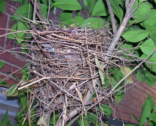 Cardinal's nest in tree Branch