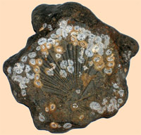 Fossil imprint of Scallop Shell