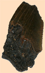 Fragment of Large shark tooth
