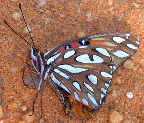 Gulf Fritillary Butterfly Agraulis vanillae, Alabama