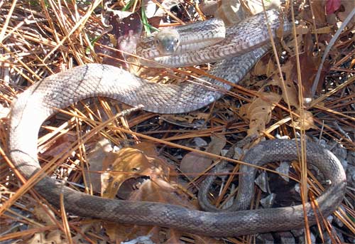 Grey Rat Snake, Alabama