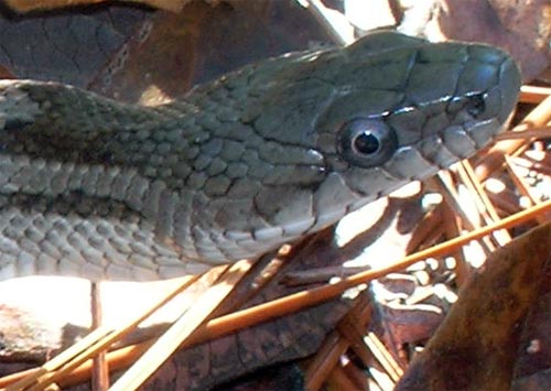 Grey Rat Snake's Head