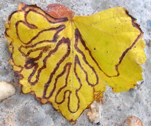 Bug damage on leaf, Alabama