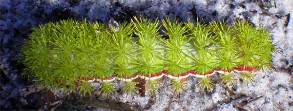 Spiky Green Caterpillar, Io Moth - Automeris io, Florida