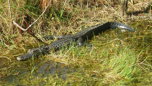 Alligator, Florida