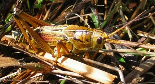 Grasshopper, Florida