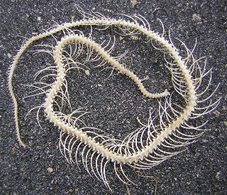 Skeleton of a snake.