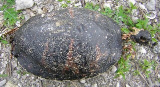 Dead turtle on the shore of Lake Okeechobee.