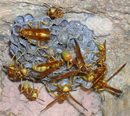 Paper Wasp Nest in Uranium Mine. Utah