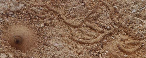 Ant Lion Hole and Doodles, Peidmont, Alabama