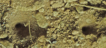 Ant Lion or Vermileonidae Holes, Marietta, Georgia