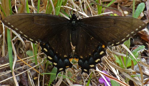 Black Swallowtail Butterfly, Dugger Wilderness, Alabama
