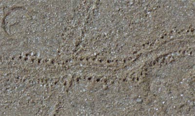 Tracks of Insects, or maybe Centipedes or Millipedes