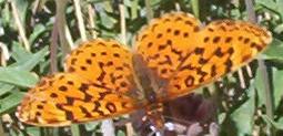 Lesser Purpliish Pacific Fritillary Butterflys, Oregon