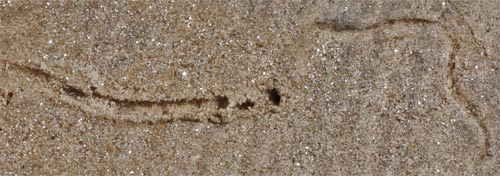 Tunnel of an insect or aquatic creature, Sand along Rottenwood Creek, Marietta, Georgia