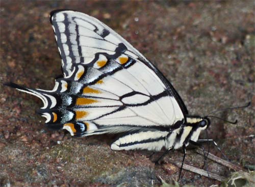 Eastern Tiger Swallowtail Butterfly drinking from mud, Rottenwood Creek, Marietta, Georgia