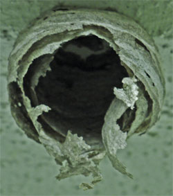 Hornet's Nest, 2 inch diameter, Marietta, Georgia