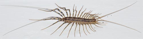 House Centipede, Marietta, Georgia