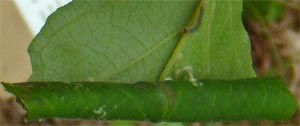 Oak Leaf Roller, Alabama