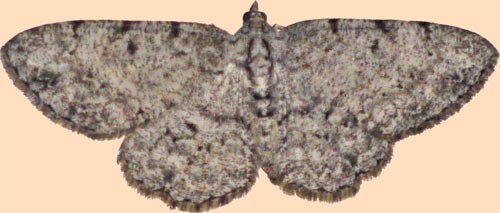 Moth, Marietta, Georgia