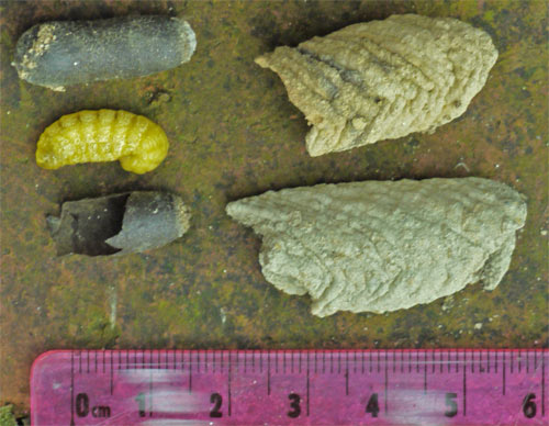 Scale Minor Divisions mm, Brittle Pill Capsule Shape Protects Bug
