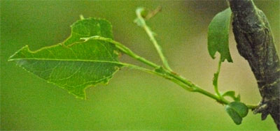 Tent Caterpillar Damage to Black Cherry Leaves Alabama