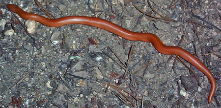 A Rubber Boa Constrictor Snake, California