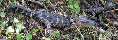 There were several batches of baby gators at Shark Valley. The big one is about 14 inches long. Everglades, Florida