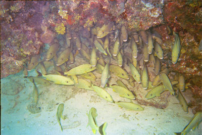 Blue Striped Grunt Fish hide under a ledge. 