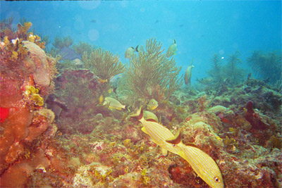 Coral Garden and Grunt Fish. 