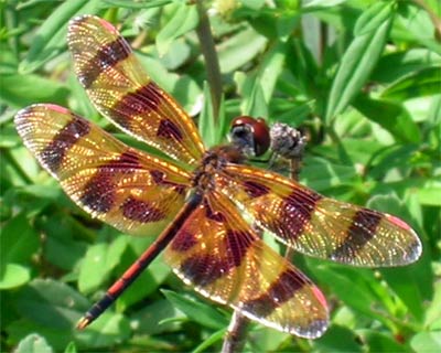 A Dragon Fly at Shark Valley.