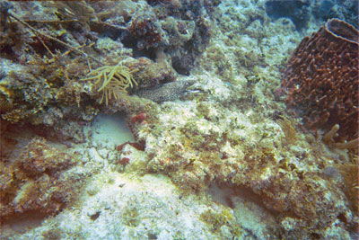 A spotted Eel peeks out from under a ledge.