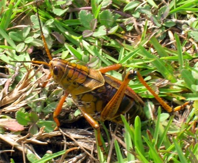 A Grasshopper at Shark Valley. Everglades, Florida