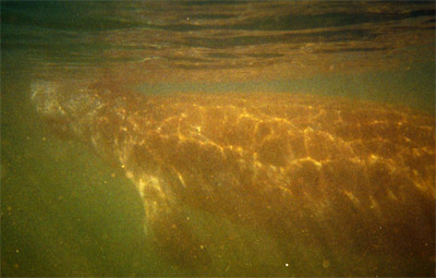 A Manatee in the Crystal River. Florida