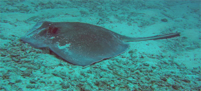 A large ray near Secret Garden. 