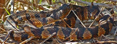 A Northern Water Snake, Midland Banded Watersnake Subspecies, Nerodia Sipedon, along Rottenwood Creek. I saw this 5/8 inch diameter, 2 foot long water snake, and another about 1 1/4 inch diameter, 3 1/2 foot one basking in the sun together fairly regularly in November and December, 2009, even though temperatures fell below freezing one day out of 2.