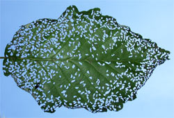 A Bug Eaten Leaf, Washington