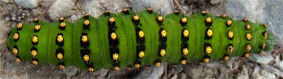 Caterpillar, Wales
