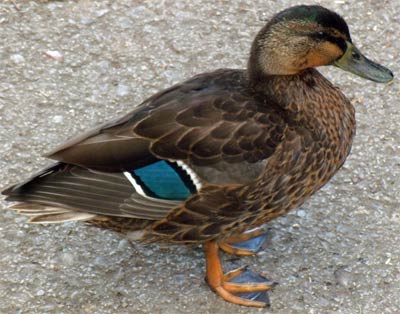 Female Mallard Duck, Wales, UK