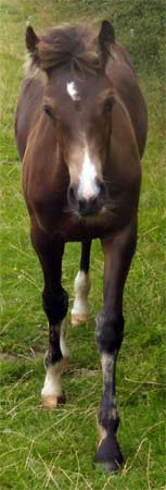 This friendly horse walked over for some petting, then followed me across a field with his nose often nudging me and my pack. Wales