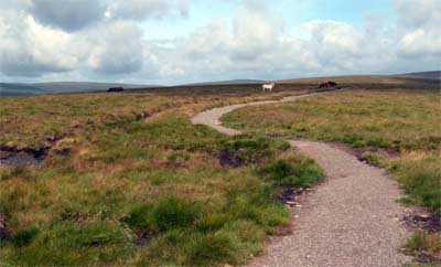The trail and wild horses along Hatterall Ridge.