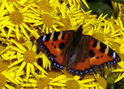 Tortoiseshell Butterfly - Aglais urticae - on Common Ragwort - Senecio Jacobaea - Flowers, Wales