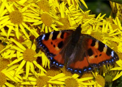 Tortoiseshell Butterfly on Ragwort Flowers